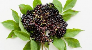 Artemis International Releases Study on Prebiotic Benefits of Elderberry 