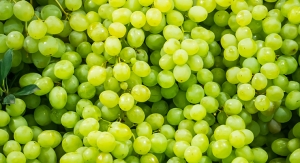 Study Looks at Grape Consumption and UV Damage