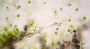 Research Looks at Freshwater Algae in Skin Regeneration and Wound Healing 