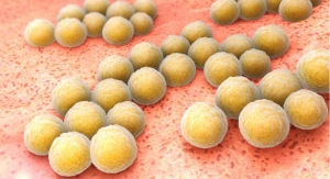 Probiotic Reduces S. aureus Colonization in Phase 2 Trial 