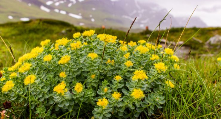 Rhodiola Added to CITES List of Protected Species