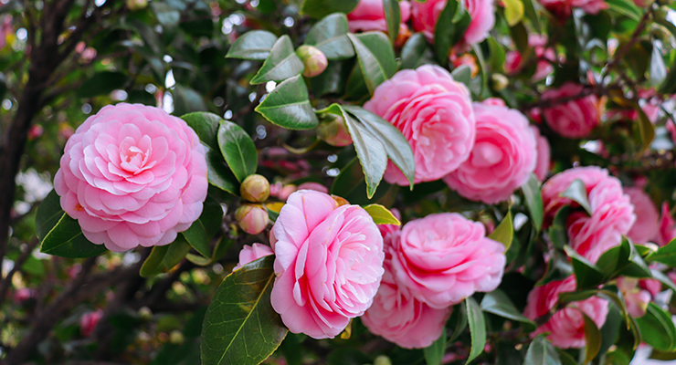 Chanel Patents Hydroalcoholic Extract of Camellia Japonica 