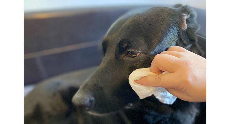 Pet Wipes Make Cleaning Easy from Head to Paw