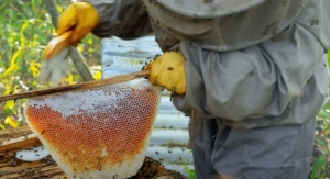 Koster Keunen Launches ‘The Bee Story’ Video Showcasing Sustainable Beeswax Program