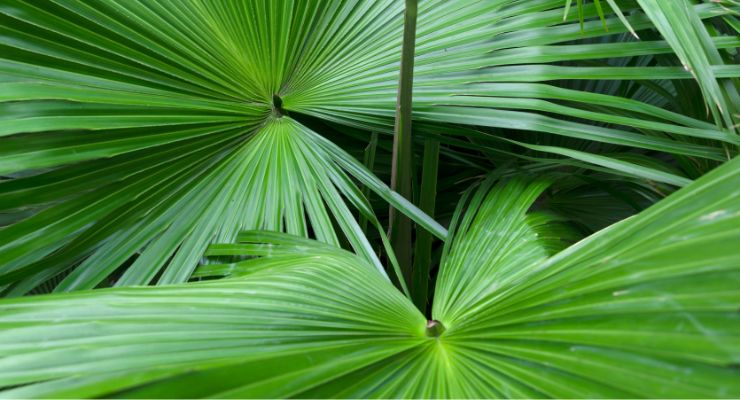 BGG Receives Patent for Saw Palmetto ID Method 