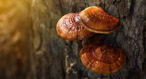 A Kingdom of Their Own: Fungi Shine While Mushrooms Emerge as Market Stars