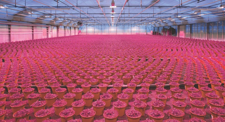 Enhanced 640 nm Red addition expands OSLON Optimal Horticultural LED Series