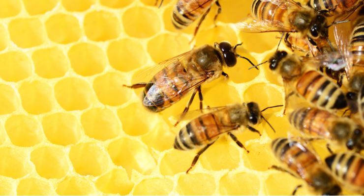 Beekeeper’s Naturals Closes $14 Million Funding Round 