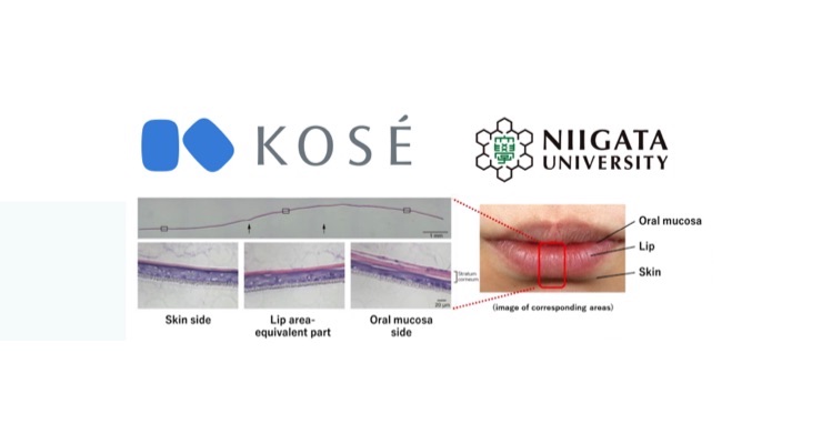 Kosé and Niigata University Develop 3D-Epithelial Model For Human Lips