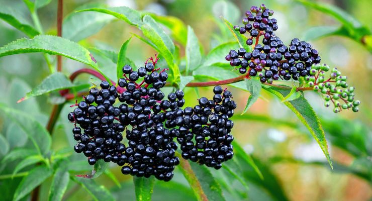 Maintaining Quality Throughout the Life Cycle of an Elderberry Ingredient