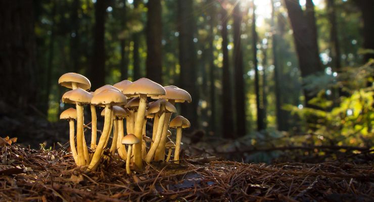 NPA Submits Citizen Petition on Labeling of Mushrooms and Mycelia 