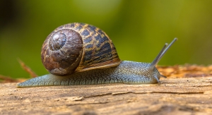 New Research Digs Into the Complexity of Snail Mucus