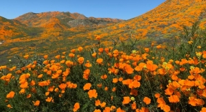 Eurofins Adopts California Poppy Through ABC’s Adopt-an-Herb Program 