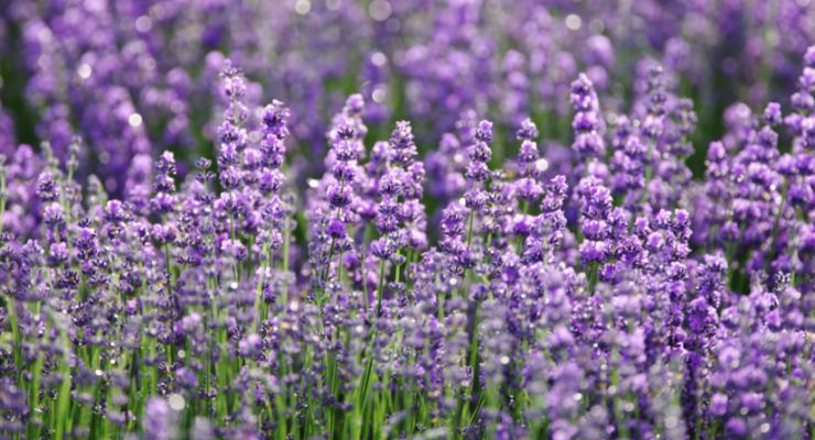 BAPP Publishes Lab Guidance Document on Lavender Oil 