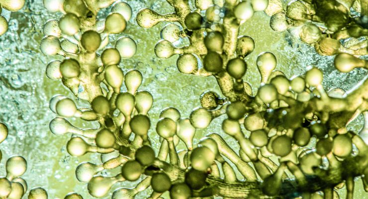 Microphyt to Showcase Microalgae Ingredients 