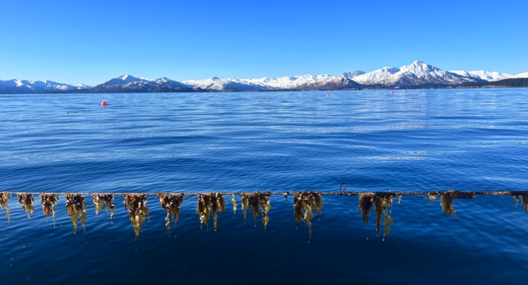 Macro Oceans Launches New Hydrating Ingredient from Alaska Seaweed 