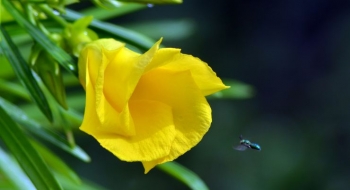FDA Warns About Supplements Adulterated With Yellow Oleander ...