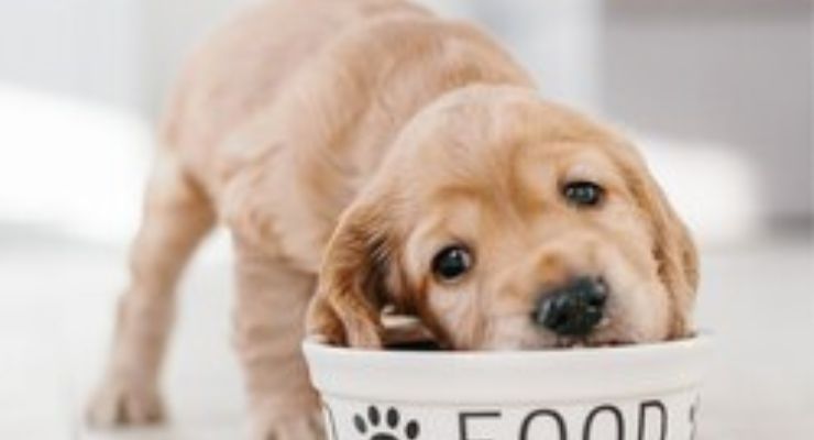 Caldic, BIO-CAT Partner to Bring Probiotics to Pet Nutrition Market 