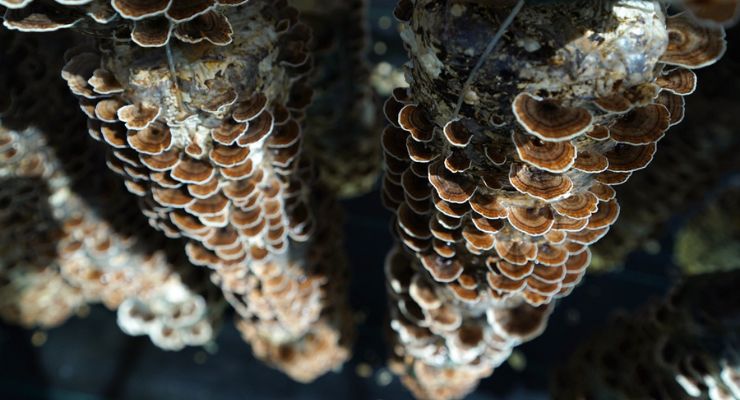 Nammex Turkey Tail Cultivation Exceeds Projections with ‘Exponential Increase’ in Yield
