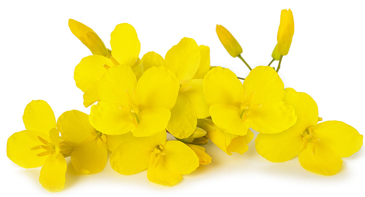 Canadian Company Awarded Patent for Skin Whitening with Canola Extracts