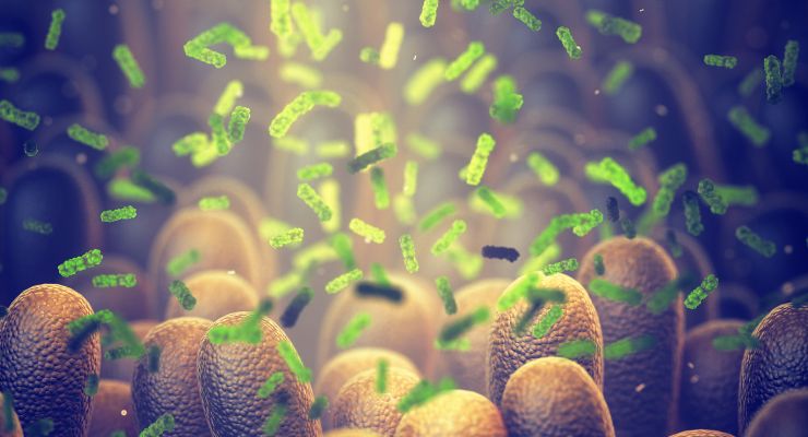Preclinical Findings Support Role of Verb Biotics’ Keystone Postbiotic in Immunity 