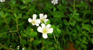 Bacopa Ingredient Linked to Improved Cognition, Mood, Memory Scores