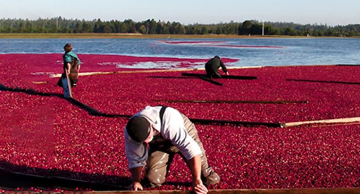 Ethical Naturals Discusses Increased Harvest of Oregon Cranberries 