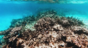 Target Faces Lawsuit Over Sunscreen Coral Bleaching Claims