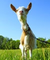 Goat Milk Products Aid Digestion