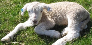 Is R&D the Next Sacrificial Lamb?
