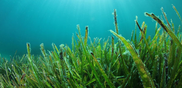 Nonwovens Help in Cultivation of Seaweed for Biomaterials