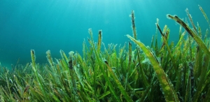 Nonwovens Help in Cultivation of Seaweed for Biomaterials