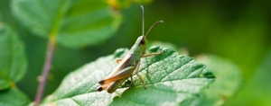 Edible Insects: Nutritional Value & Ethical Appeal