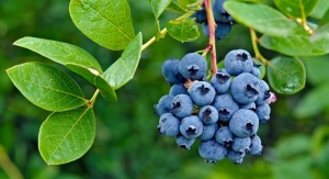 Appetites for Blueberries Flourish
