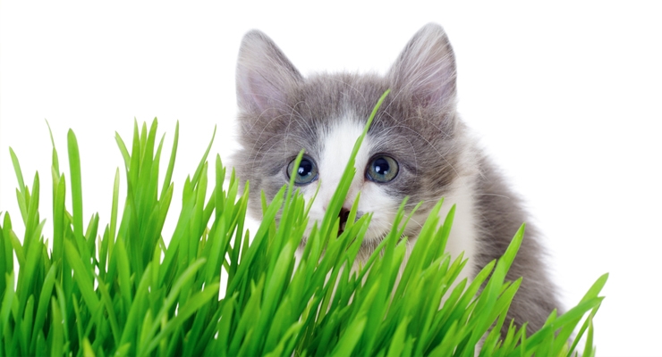 Natural Approaches to Pet Nutrition 